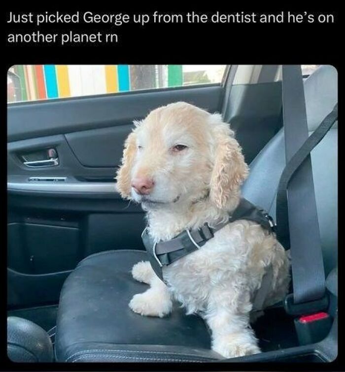 88 Wholesome Animal Memes To Make You Forget Your Worries For A While (New Pics)