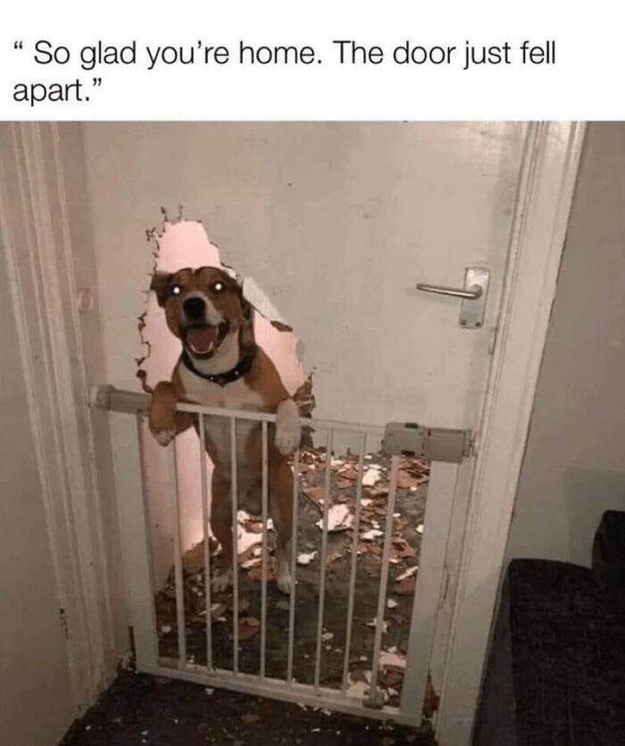88 Wholesome Animal Memes To Make You Forget Your Worries For A While (New Pics)