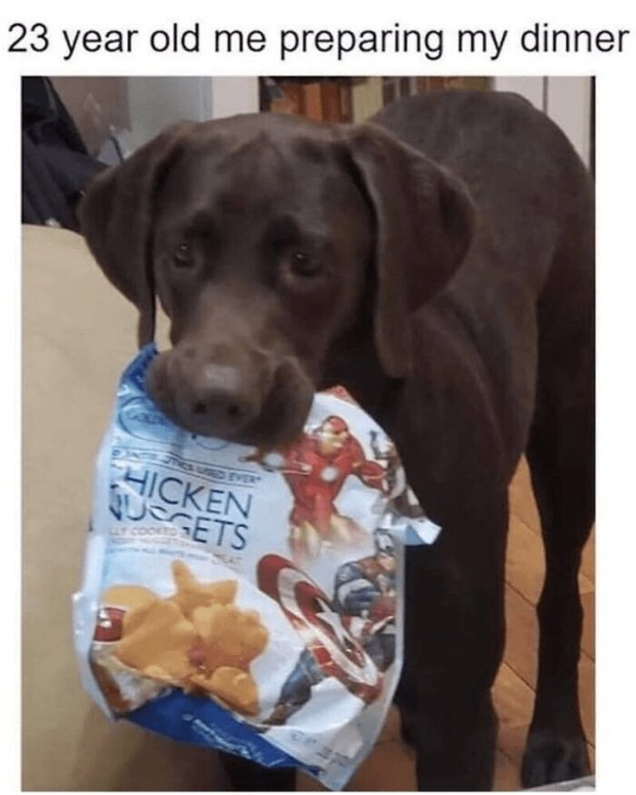 88 Wholesome Animal Memes To Make You Forget Your Worries For A While (New Pics)