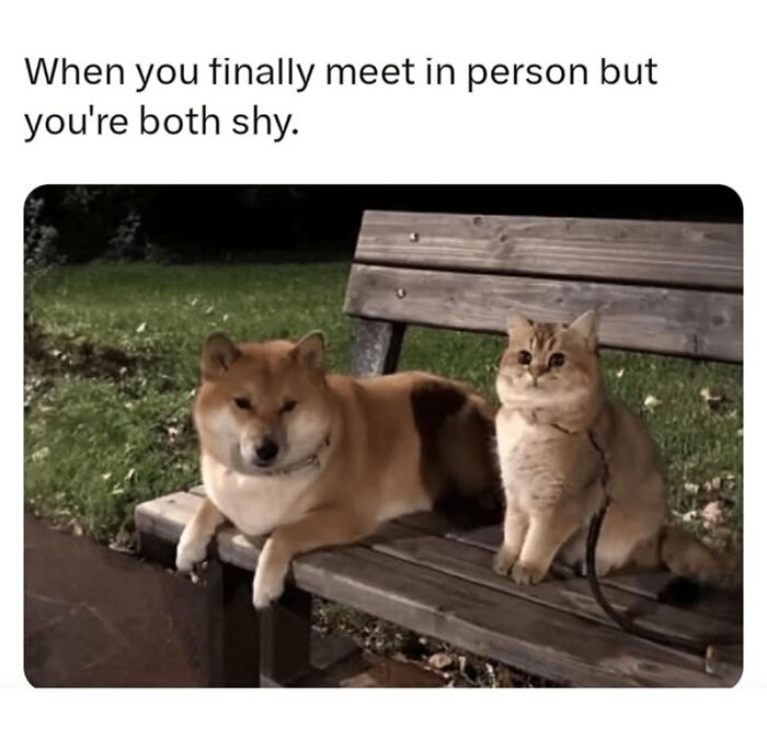 88 Wholesome Animal Memes To Make You Forget Your Worries For A While (New Pics)