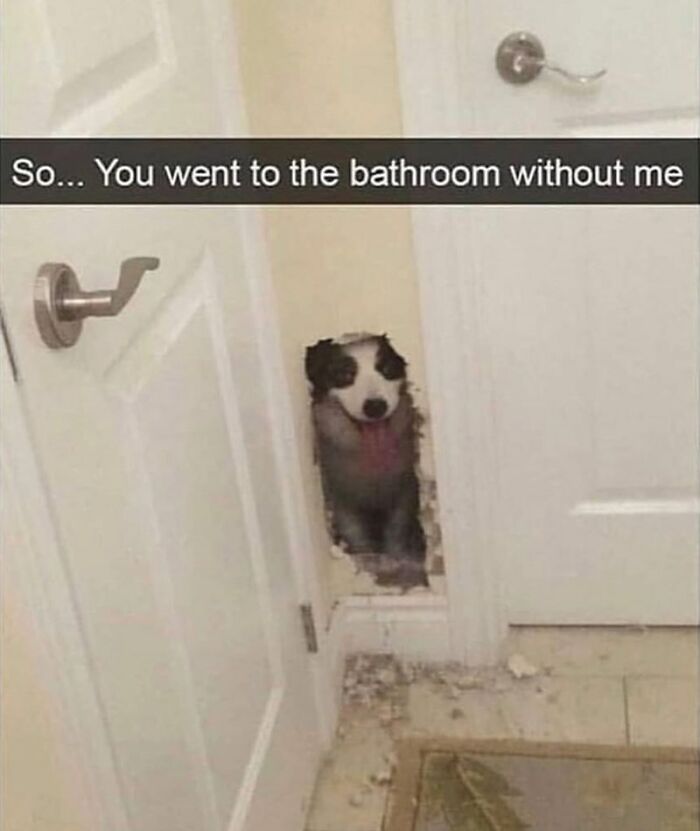 88 Wholesome Animal Memes To Make You Forget Your Worries For A While (New Pics)