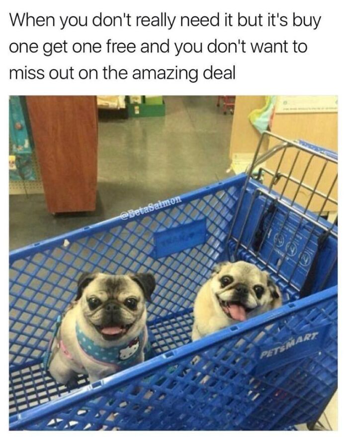 88 Wholesome Animal Memes To Make You Forget Your Worries For A While (New Pics)