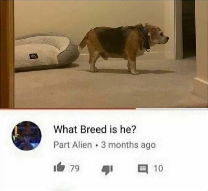 83 Hilarious YouTube Comments That Were Better Than The Video