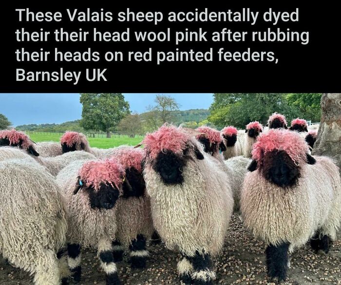 50 Photos of Posts So Hilarious They Accidentally Became Instant Memes