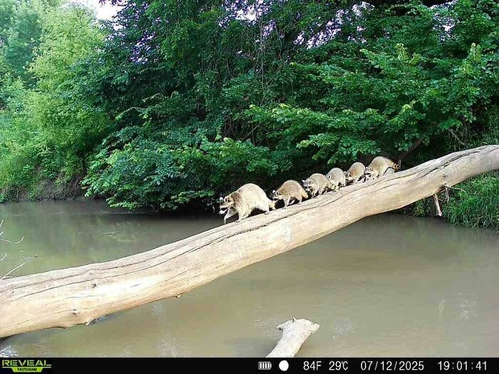 51 Wild Animals Captured Being Funny When They Didn’t Know They Were Being Recorded