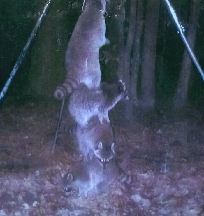 51 Wild Animals Captured Being Funny When They Didn’t Know They Were Being Recorded