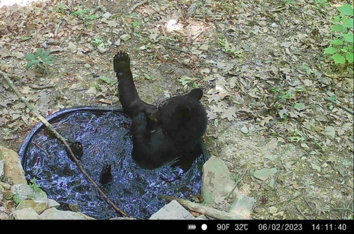 51 Wild Animals Captured Being Funny When They Didn’t Know They Were Being Recorded