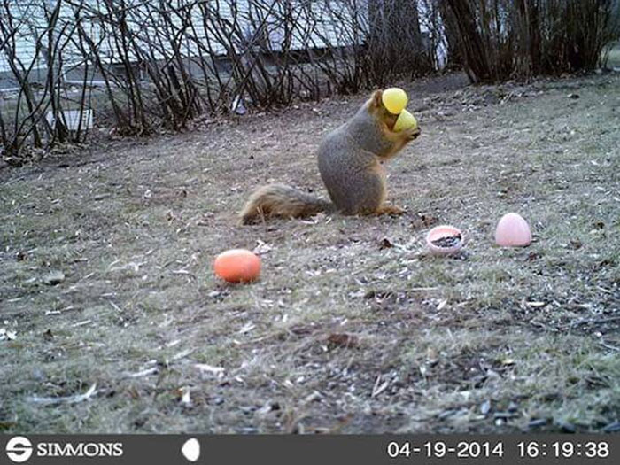 51 Wild Animals Captured Being Funny When They Didn’t Know They Were Being Recorded