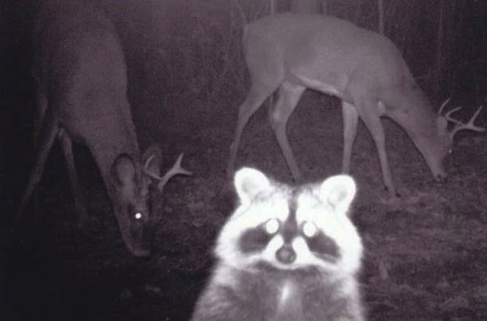 51 Wild Animals Captured Being Funny When They Didn’t Know They Were Being Recorded