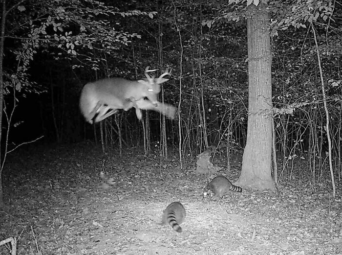 51 Wild Animals Captured Being Funny When They Didn’t Know They Were Being Recorded