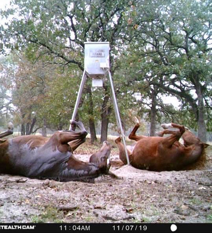 51 Wild Animals Captured Being Funny When They Didn’t Know They Were Being Recorded