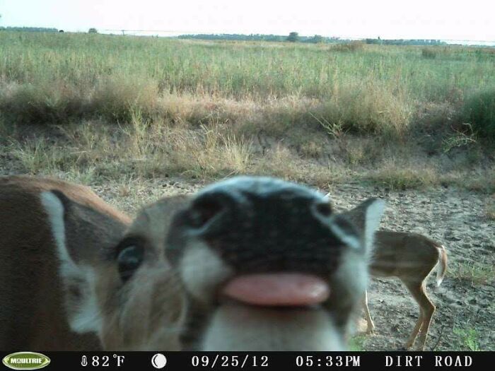 51 Wild Animals Captured Being Funny When They Didn’t Know They Were Being Recorded