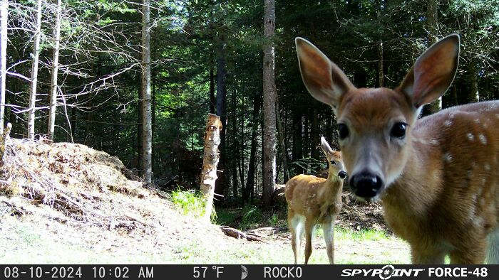 51 Wild Animals Captured Being Funny When They Didn’t Know They Were Being Recorded