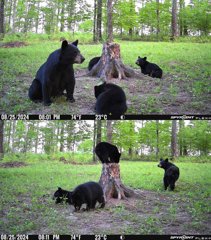 51 Wild Animals Captured Being Funny When They Didn’t Know They Were Being Recorded