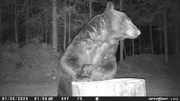 51 Wild Animals Captured Being Funny When They Didn’t Know They Were Being Recorded