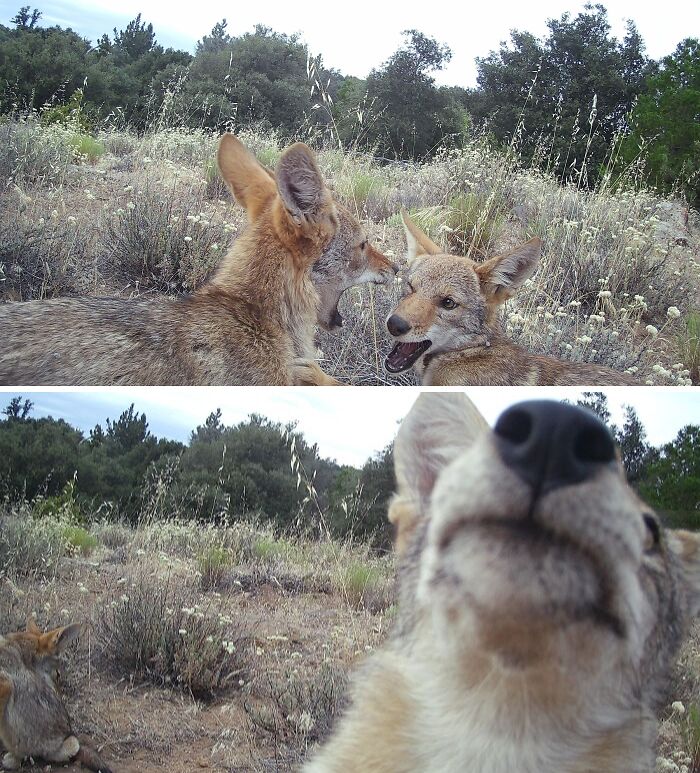 51 Wild Animals Captured Being Funny When They Didn’t Know They Were Being Recorded