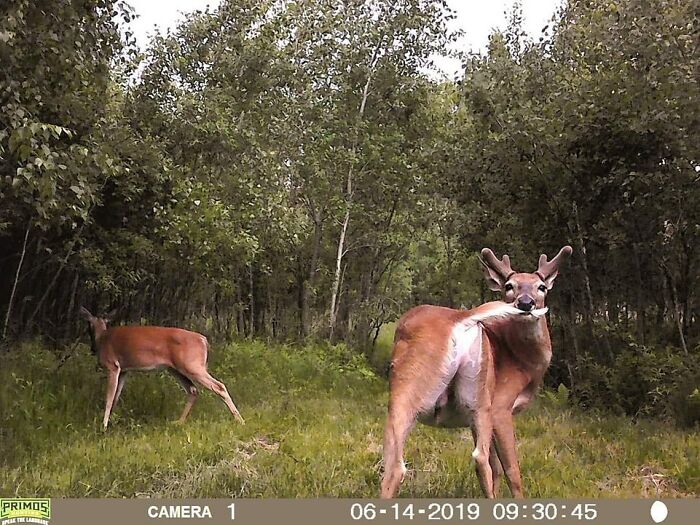 51 Wild Animals Captured Being Funny When They Didn’t Know They Were Being Recorded