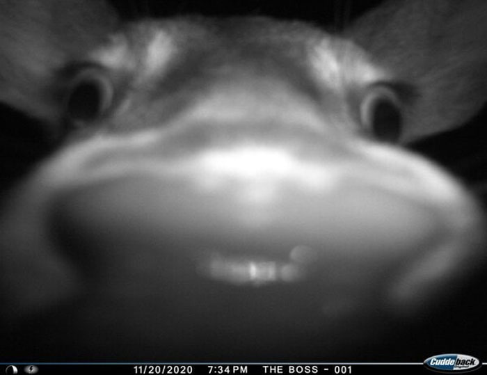 51 Wild Animals Captured Being Funny When They Didn’t Know They Were Being Recorded