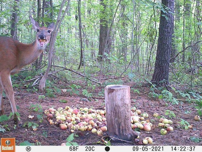 51 Wild Animals Captured Being Funny When They Didn’t Know They Were Being Recorded