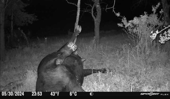 51 Wild Animals Captured Being Funny When They Didn’t Know They Were Being Recorded