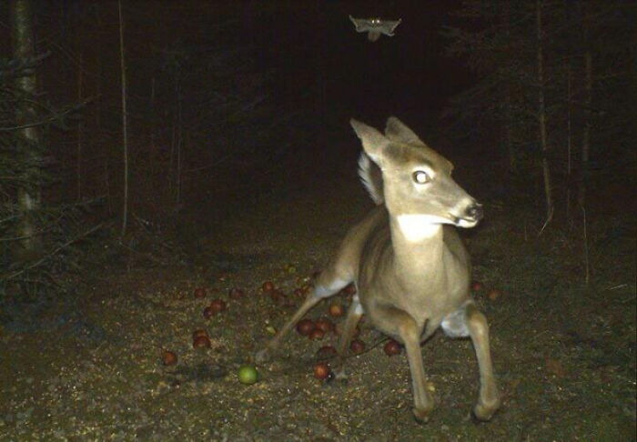 51 Wild Animals Captured Being Funny When They Didn’t Know They Were Being Recorded