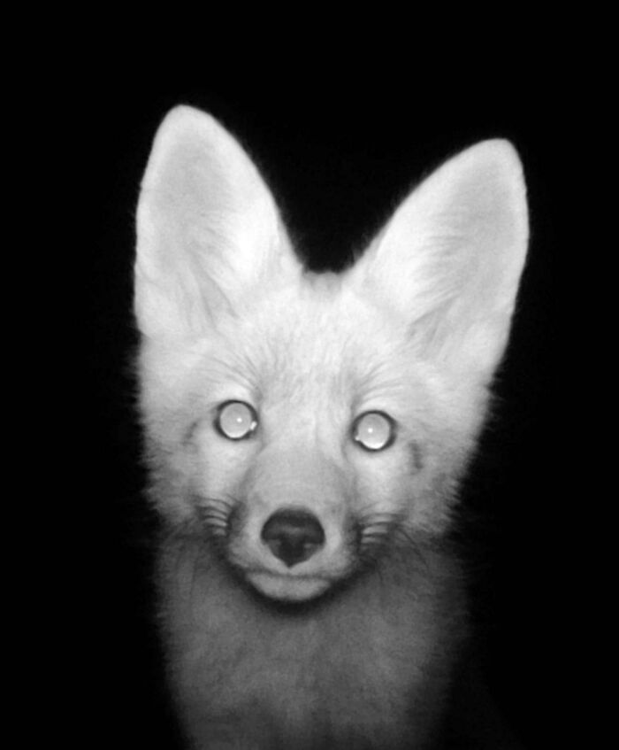 51 Wild Animals Captured Being Funny When They Didn’t Know They Were Being Recorded