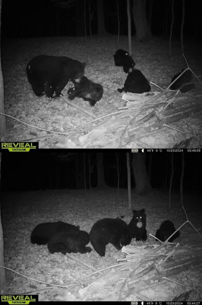 51 Wild Animals Captured Being Funny When They Didn’t Know They Were Being Recorded
