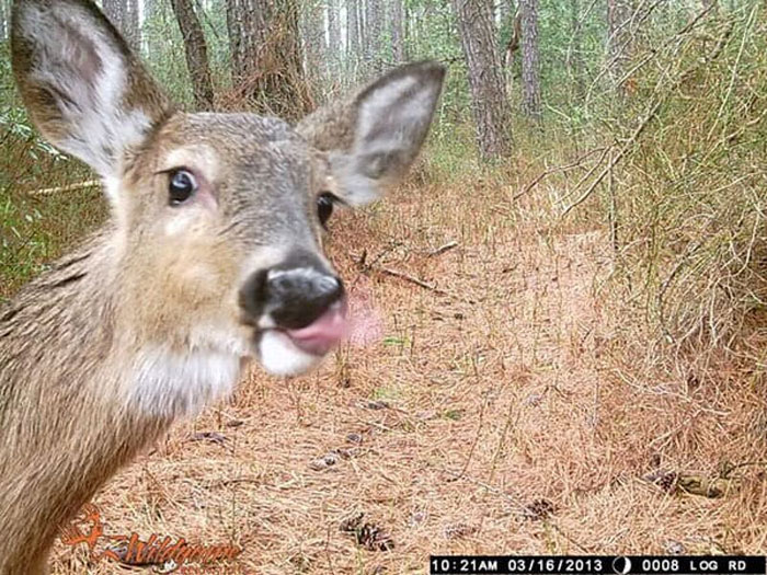 51 Wild Animals Captured Being Funny When They Didn’t Know They Were Being Recorded