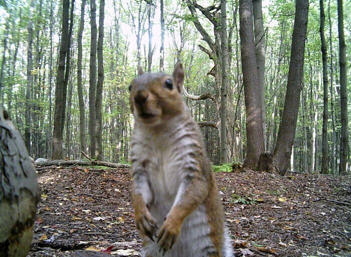 51 Wild Animals Captured Being Funny When They Didn’t Know They Were Being Recorded