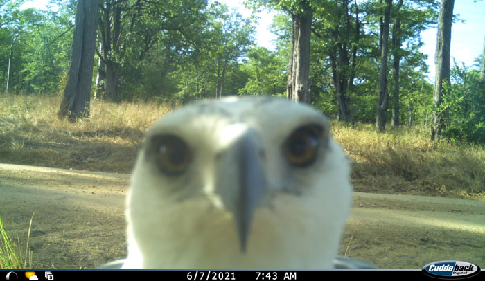 51 Wild Animals Captured Being Funny When They Didn’t Know They Were Being Recorded