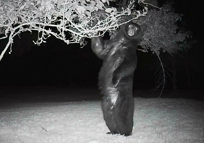51 Wild Animals Captured Being Funny When They Didn’t Know They Were Being Recorded