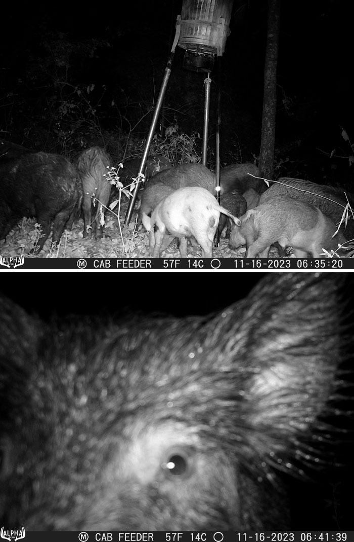 51 Wild Animals Captured Being Funny When They Didn’t Know They Were Being Recorded