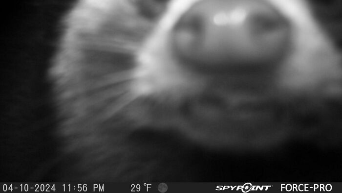 51 Wild Animals Captured Being Funny When They Didn’t Know They Were Being Recorded