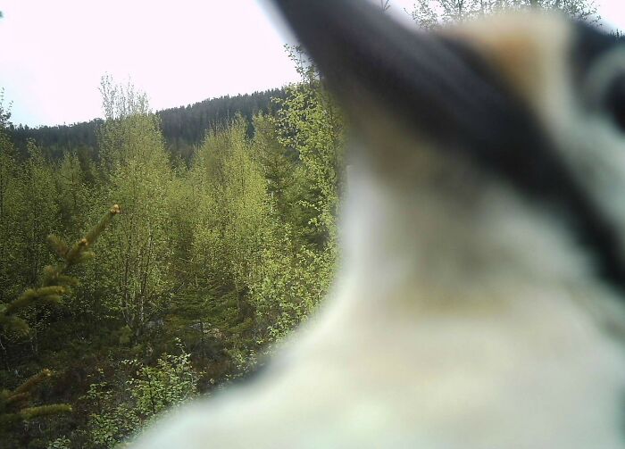 51 Wild Animals Captured Being Funny When They Didn’t Know They Were Being Recorded