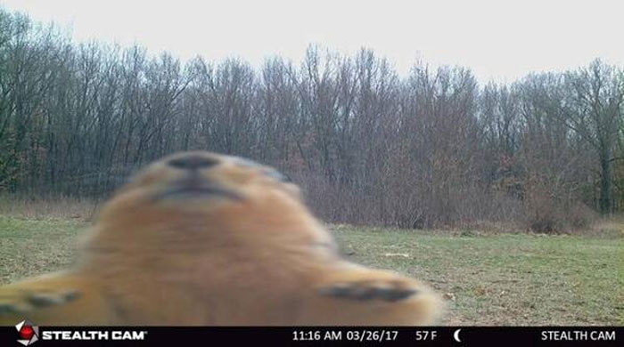 51 Wild Animals Captured Being Funny When They Didn’t Know They Were Being Recorded