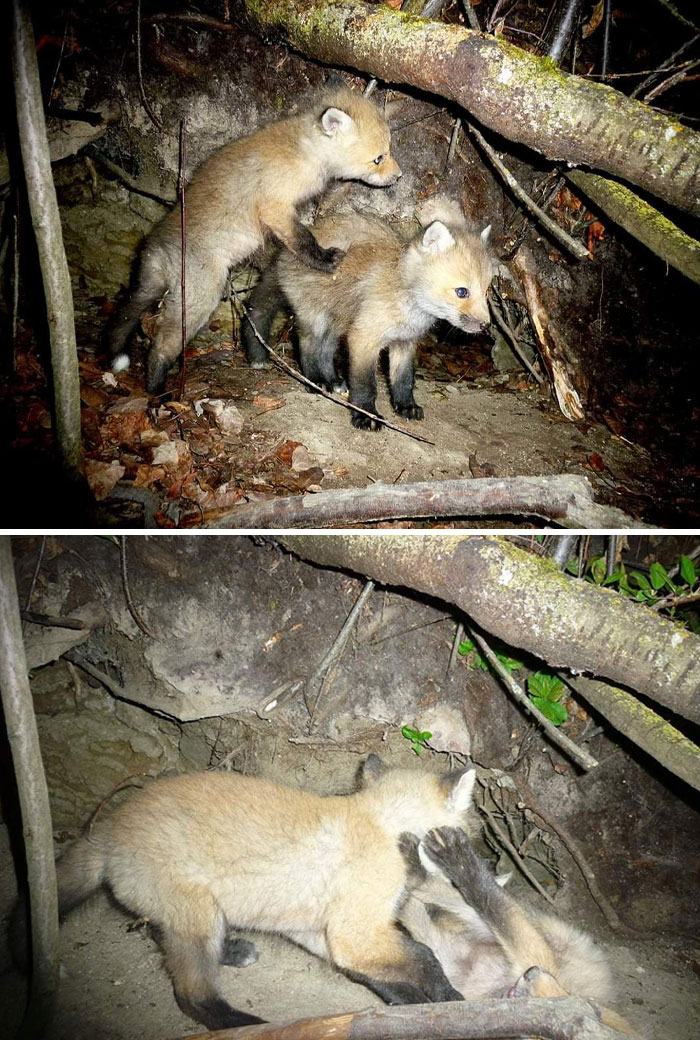 51 Wild Animals Captured Being Funny When They Didn’t Know They Were Being Recorded