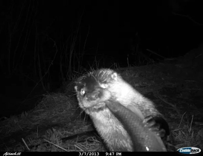 51 Wild Animals Captured Being Funny When They Didn’t Know They Were Being Recorded