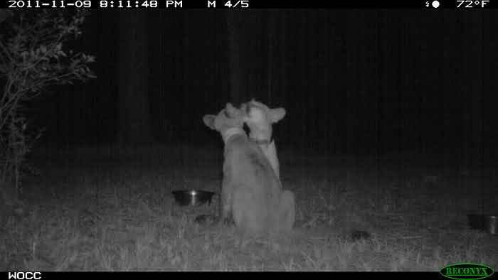 51 Wild Animals Captured Being Funny When They Didn’t Know They Were Being Recorded