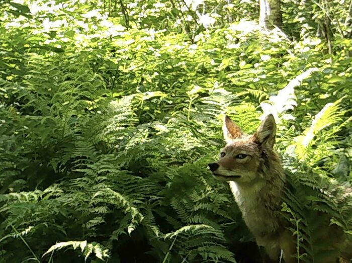 51 Wild Animals Captured Being Funny When They Didn’t Know They Were Being Recorded