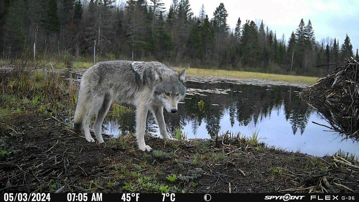 51 Wild Animals Captured Being Funny When They Didn’t Know They Were Being Recorded