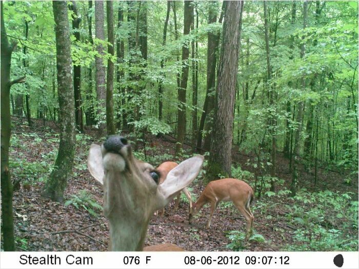 51 Wild Animals Captured Being Funny When They Didn’t Know They Were Being Recorded