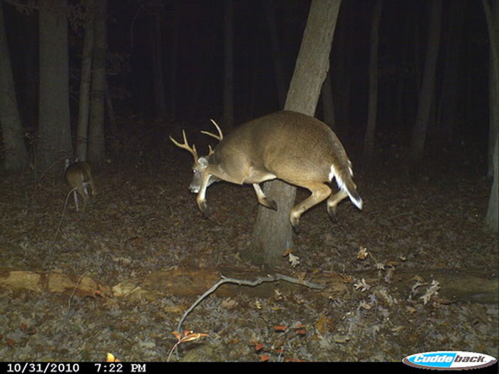 51 Wild Animals Captured Being Funny When They Didn’t Know They Were Being Recorded