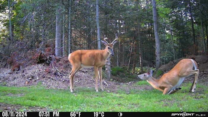 51 Wild Animals Captured Being Funny When They Didn’t Know They Were Being Recorded