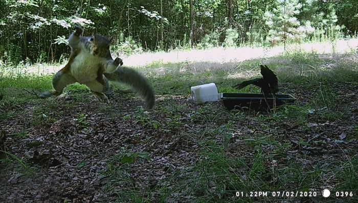 51 Wild Animals Captured Being Funny When They Didn’t Know They Were Being Recorded