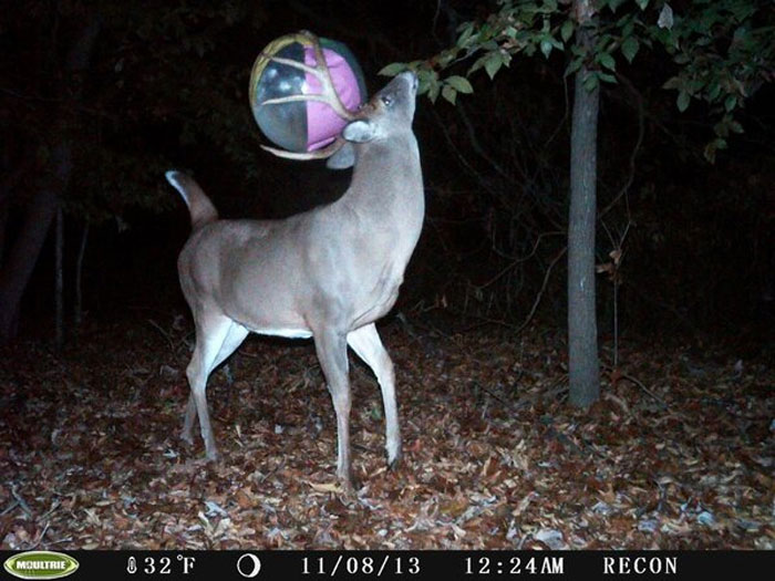 51 Wild Animals Captured Being Funny When They Didn’t Know They Were Being Recorded