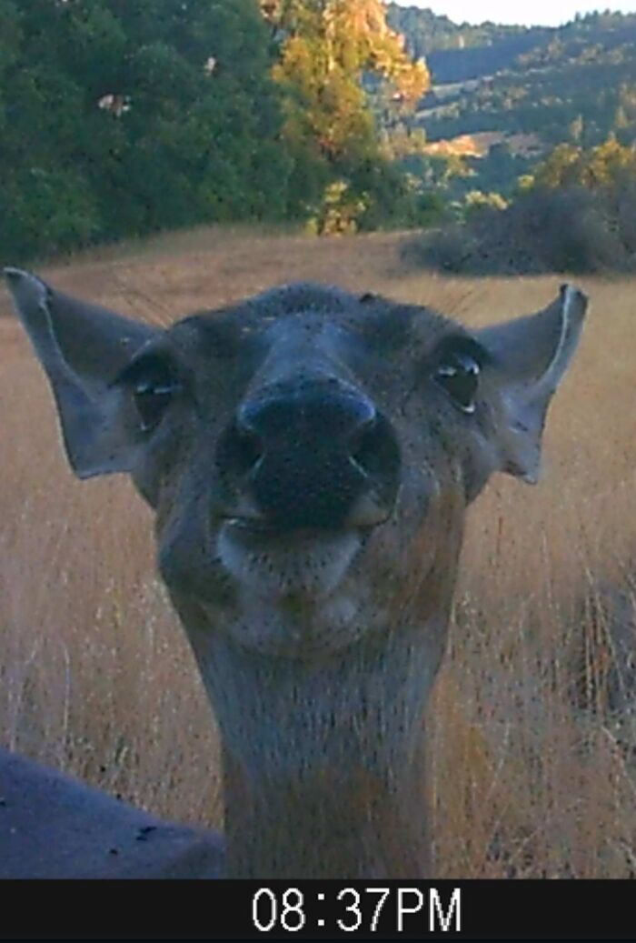51 Wild Animals Captured Being Funny When They Didn’t Know They Were Being Recorded