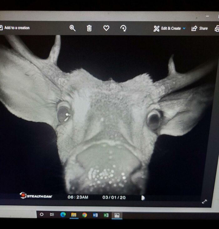51 Wild Animals Captured Being Funny When They Didn’t Know They Were Being Recorded