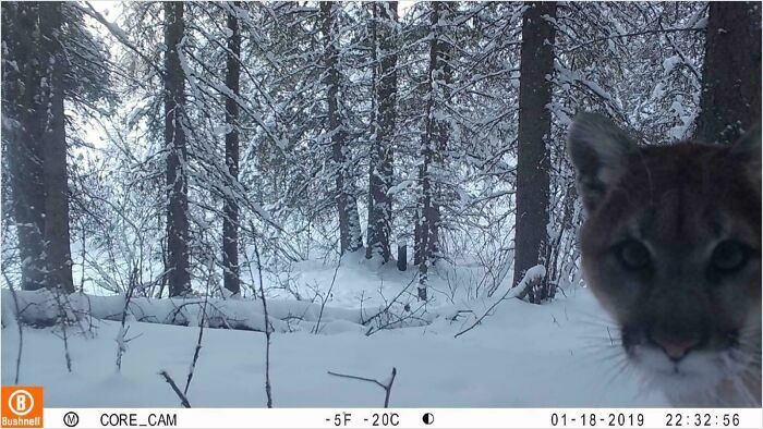 51 Wild Animals Captured Being Funny When They Didn’t Know They Were Being Recorded