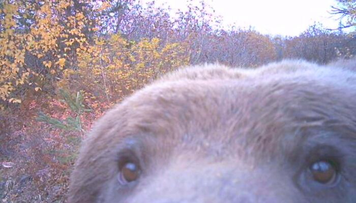 51 Wild Animals Captured Being Funny When They Didn’t Know They Were Being Recorded