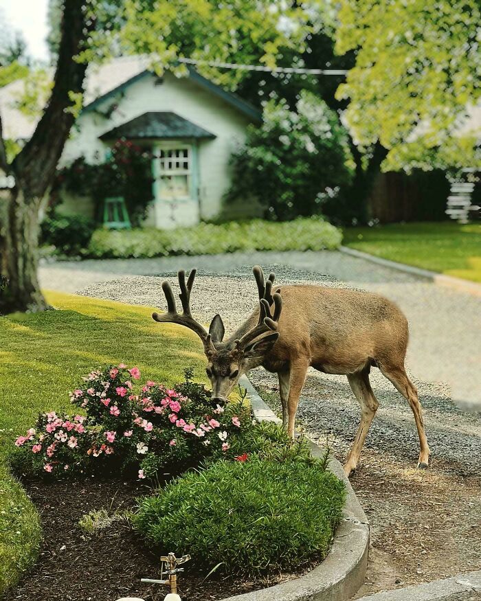 83 Magical And Whimsical Examples Of Cottage Core Aesthetics